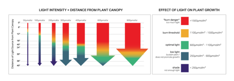 Light Intensity + Distance from Plant canopy