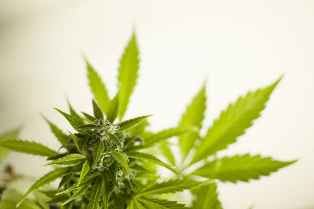 cannabis plant growth