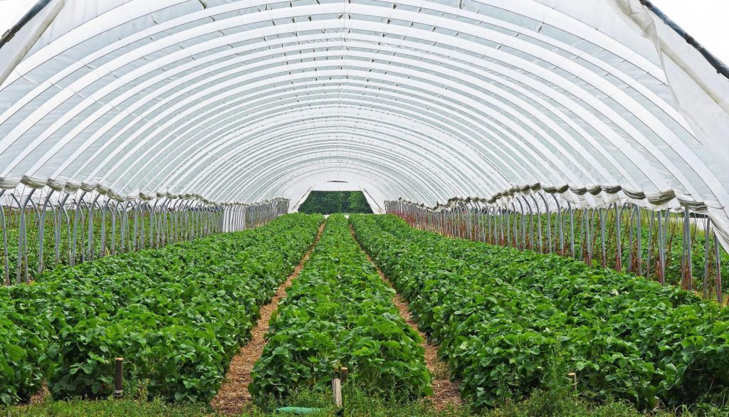greenhouse strawberry field