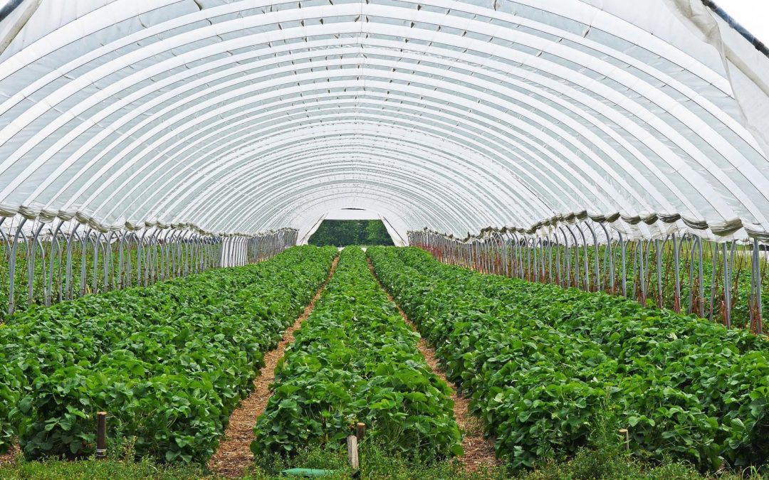 Controlled Environmental Agriculture (CEA) with High-Performance LEDs