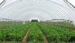 greenhouse strawberry field